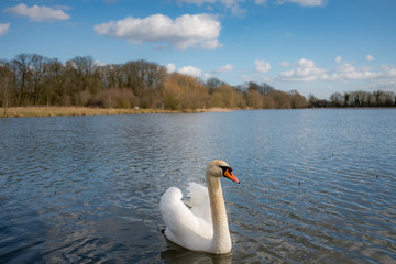 Adult mute Swan seen along on a large lake in England. The bird, one of a breeding pair is looking...