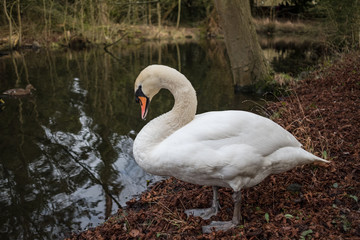 Adult Swan seeing standing on a riverbanks at an English inland lake and waterway. The bird is seen ringed and is one of a breeding pair. A duck can be seen on the left, coming into view