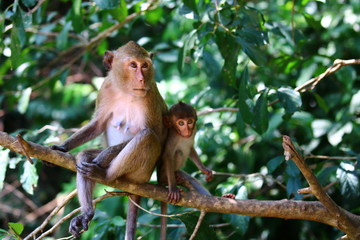 Baby monkey with mother monkey watching and sitting on tree branch
