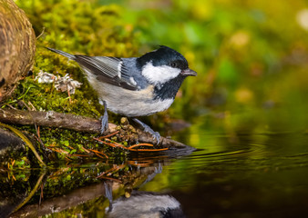 Fototapeta premium Black tit