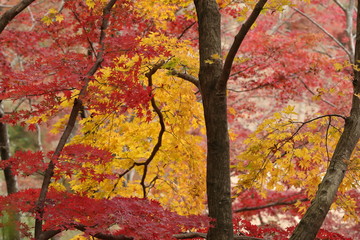 紅葉の風景