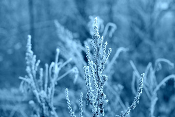 Dry grass under the snow in the winter forest close up. Natural background blue color toned	