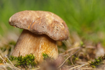 Grzyb © R.Jaszczynski