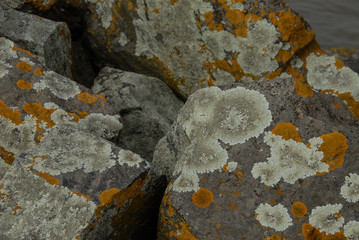 Moss on a rock texture
