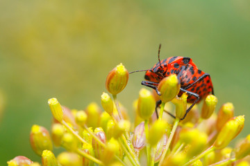 Strojnica baldaszkówka (Graphosoma lineatum) © R.Jaszczynski