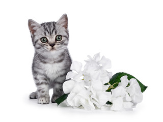Cute silver tabby British Shorthair kitten, standing beside fake white Hortensia flower. Looking beside camera with green eyes. Isolated on white background.