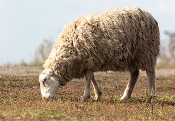 Sheep graze in the meadow