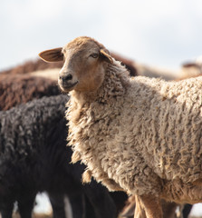 Sheep graze in the meadow