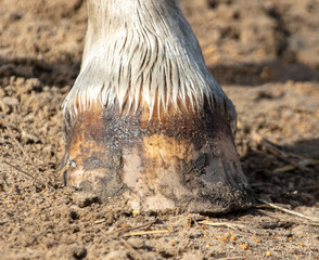 Horse hooves on the ground