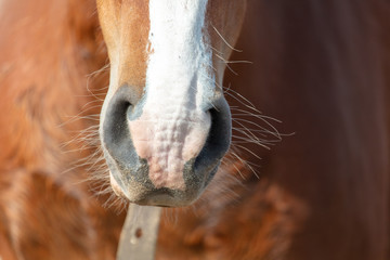 The nose of the horse