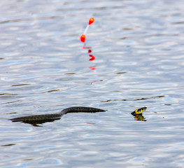 A snake swims near the float