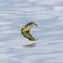 A snake swims in the expanse of water