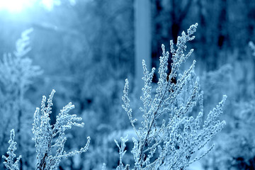 Dry grass under the snow in the winter forest close up. Natural background blue color toned