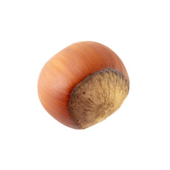 Hazelnut nut isolated on a white background