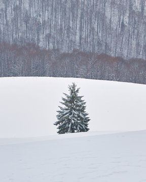 Single Spruce Tree Standing Out, Snowed On, Framed By Layers Of Snow And Other Forest Trees In The Background, During A Photography Tour In Baiului Mountains (Carpathians), Romania.