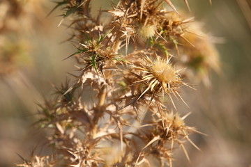 Close-up of an extraordinary prickly flower Golden in the rays of the setting sun.Selective focus on camel grass Bud.Turkish thorn with long needles in the fall on the hillside just outside of Bodrum