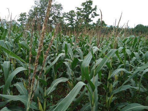 corn, field, farm, green, agriculture , crop