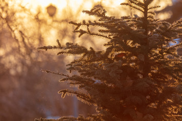 Branches on a conifer at dawn