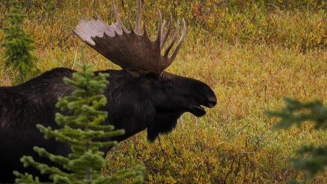 Close up of a large bull moose in a meadow