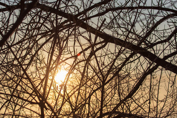 Leafless tree branches at dawn of the sun
