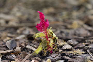 pink flower on brown ground