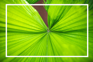 Frame at green leaf of palm tree background
