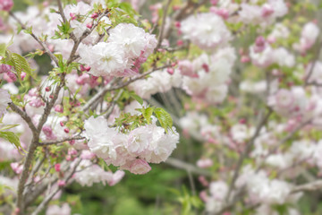 咲き誇る八重桜