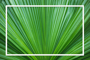 Frame at green leaf of palm tree background