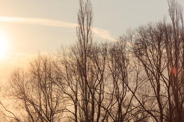 Leafless tree branches at dawn of the sun