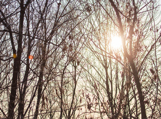 Leafless tree branches at dawn of the sun