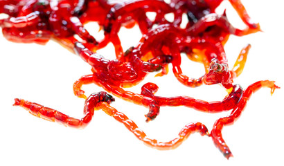 Red bloodworm isolated on a white background
