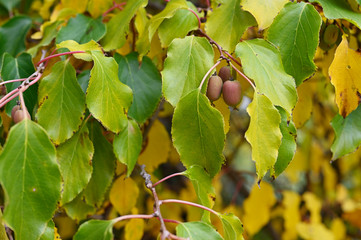 Ripe kiwi of small height on a plant with coloured foliage. © lapis2380