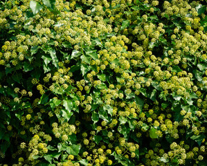 Lot of small green flowers of English ivy (Hedera helix, European ivy), climbing the Caucasus mountains on the Black Sea coast. Blooms in autumn in Olginka. Selective focus