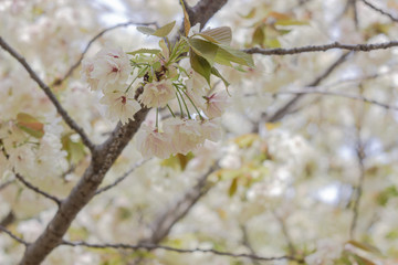 満開のウコンザクラ