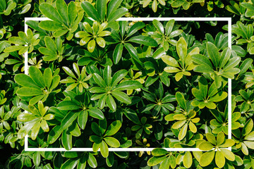 rame tropical leaf texture green leaves Background, foliage nature
