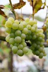 White grapes on a plant.