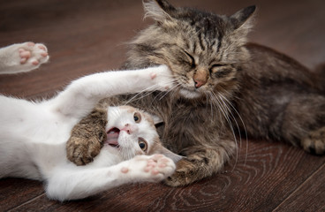 Two cats are playing and fighting