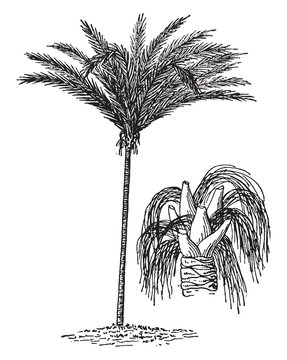 A South American Palm vintage illustration.