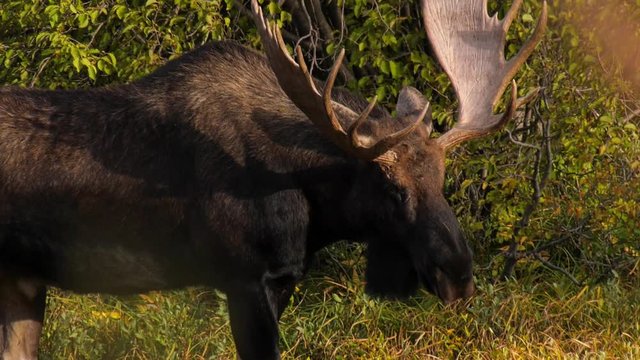 Hand held close up of a large bull moose walking