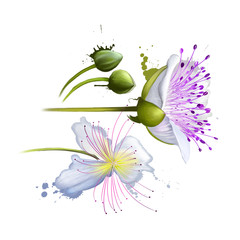 Capparis spinosa, caper bush, Flinders rose, perennial plant that bears rounded leaves and large white to pinkish-white flowers. Edible flower buds capers, often used as a seasoning. Digital art.