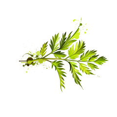 Chervil or French parsley herb graphic illustration. Delicate annual herb related to parsley. Used to season mild-flavoured dishes and is a constituent of French herb mixture fines herbes. Digital - obrazy, fototapety, plakaty