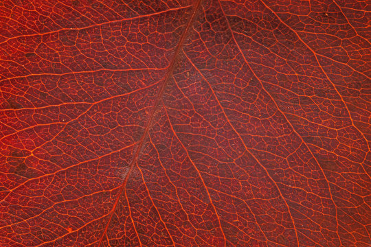 Leaf Structure, Red Nature Background. Leaf Vein Pattern. Macro Abstract Red Striped Of Foliage From Nature