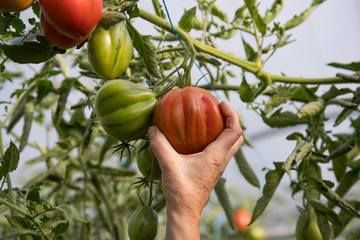 Close up a woman's hand picking heirloom tomatoes in a greenhouse