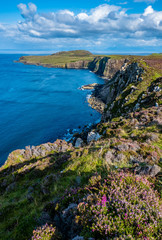 Erika blüht über den Klippen der Isle of Skye