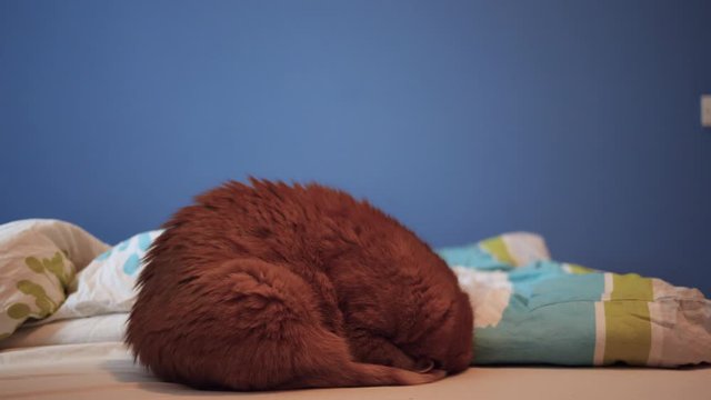 Funny ginger cat sleeping in a weird and rare position