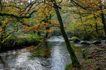 Seasonal Autumn coloured leaves over a river