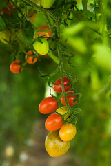 Close up on vibrant ripe tomatoes hanging on a vine in a greenhouse