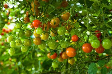 Close up on vibrant colored cherry  tomatoes growing on a vine in a greenhouse