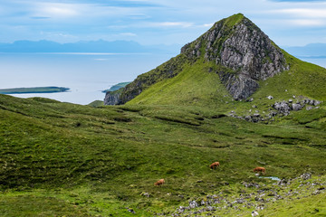 Kühe grasen auf einer abgelegenen Weide auf der Isle of Skye