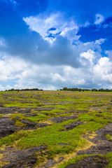 landscape with green field and blue sky